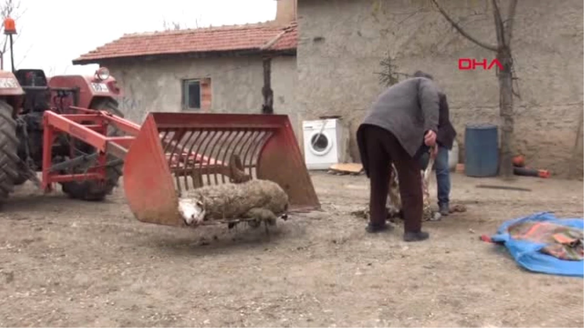 Eskişehir-Koyunların Mevsimlik Tarım İşçilerinin Attığı Çöplerden Telef Olduğu İddiası