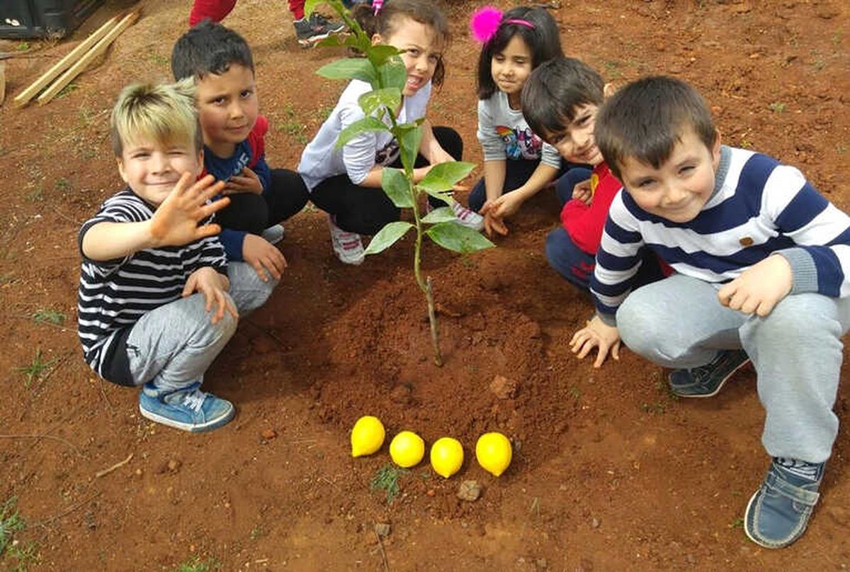 Minikler Fidan Dikti
