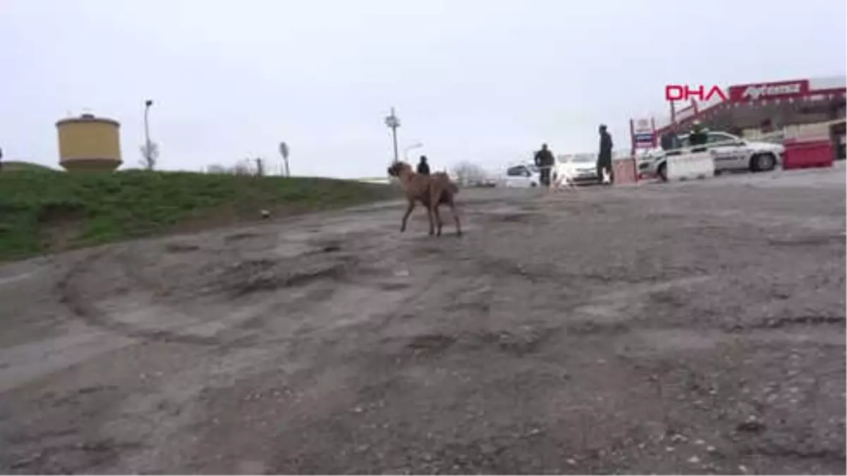 Edirne\'de Nehirlerde \'Kırmızı Taşkın Alarmı\' Sürüyor