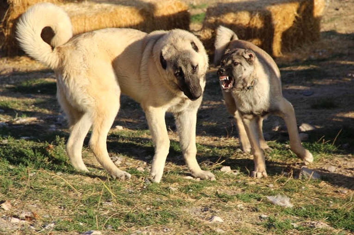 Kangalları Artık Dünya Tanıyacak