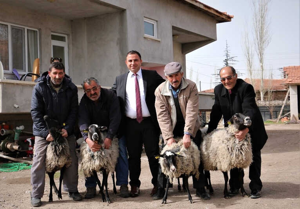 Boğazkale\'de 4 Aileye Romanov Koyunu Dağıtıldı