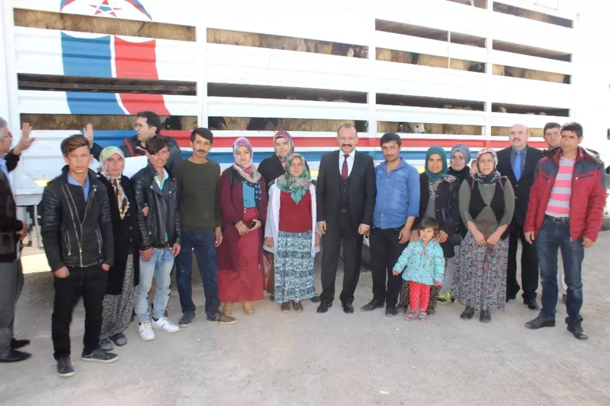 Karaman\'da Genç Çiftçiler, Koyunlarını Teslim Aldı