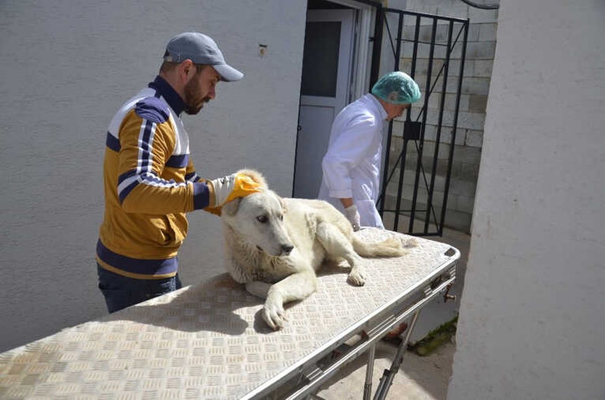 Yaralı Köpek İçin 30 Kilometre Yol Kat Ettiler