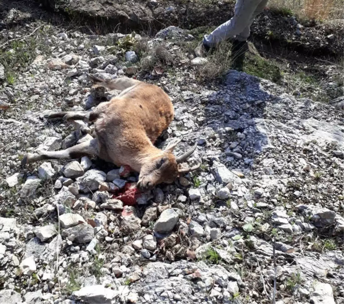 Jandarma Yabani Dağ Keçisi Avlayan Şahısları Yakaladı