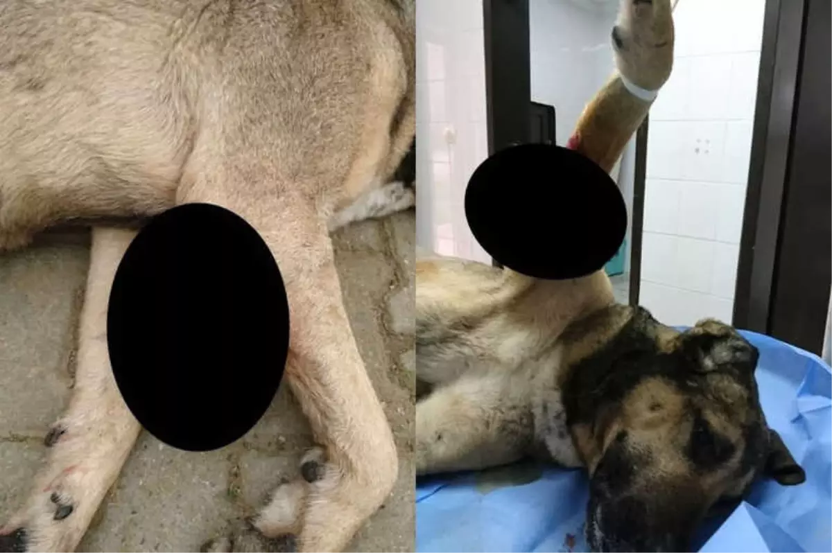 Sokak Köpeğinden 1,5 Kilogram Tümör Alındı