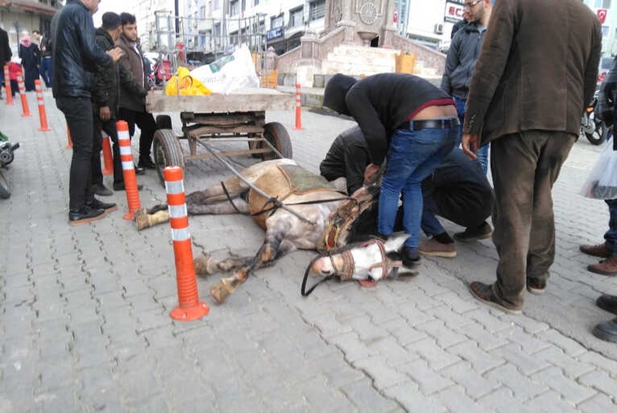 Atı Bayılınca Gazetecilere Saldırdı
