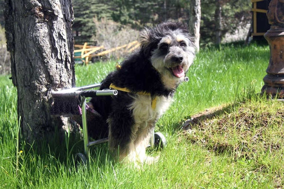 Engelli Sokak Köpeği \'Minik\' Sevgiyle Hayata Tutundu