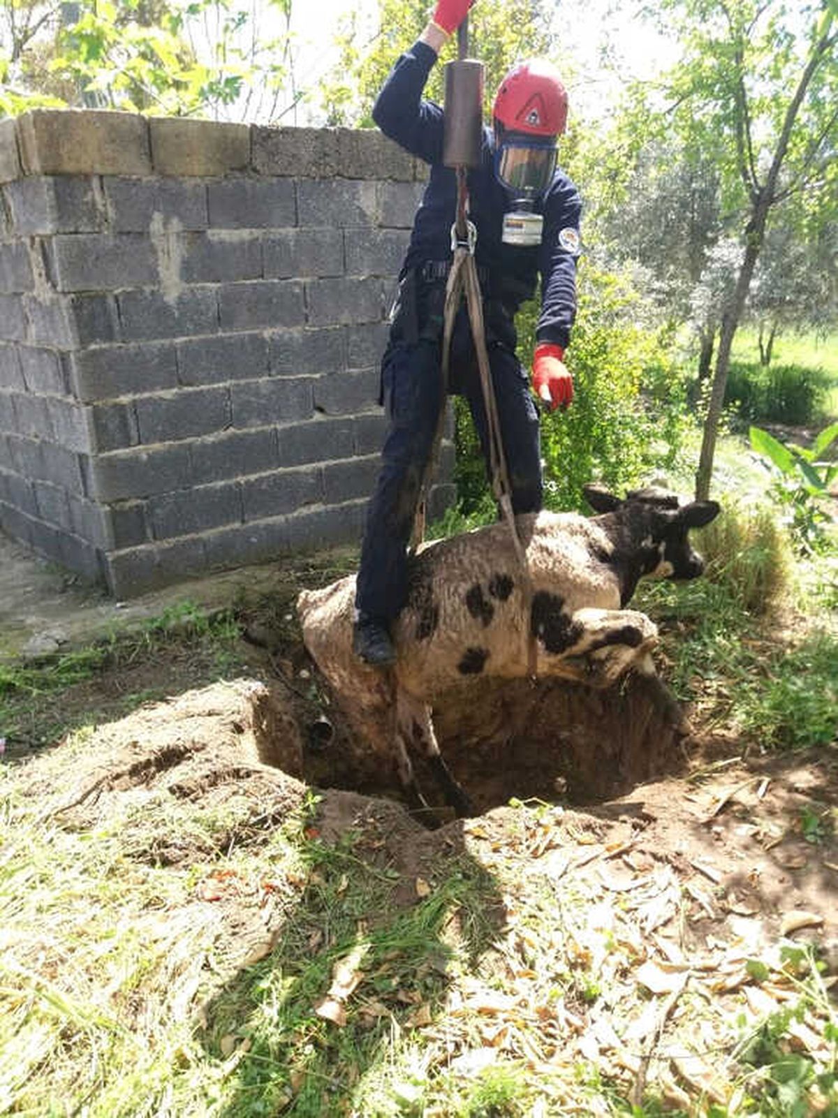 Foseptik Çukuruna Düşen Öküzü Cankur Kurtardı