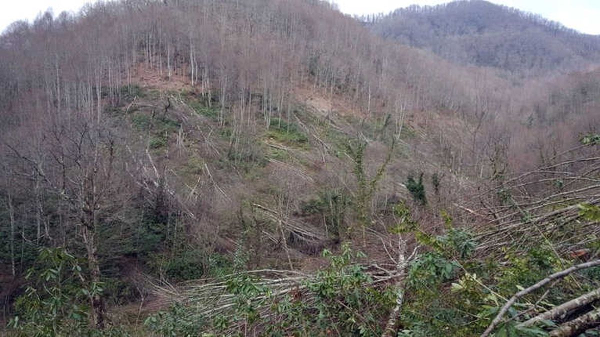 Jandarma Ormanı Talan Edenlerin Peşinde