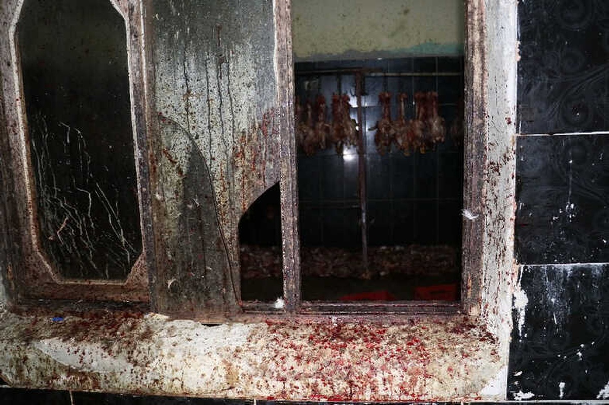 Kaçak Tavuk Kesimhanesine Operasyon: 7 Gözaltı