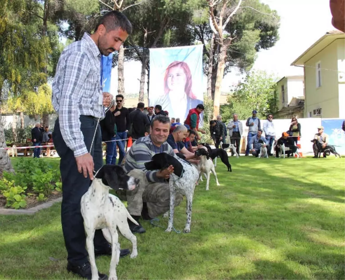 Köpekler Damızlık Olabilmek ve Güzelliklerini Sergilemek İçin Podyuma Çıktı