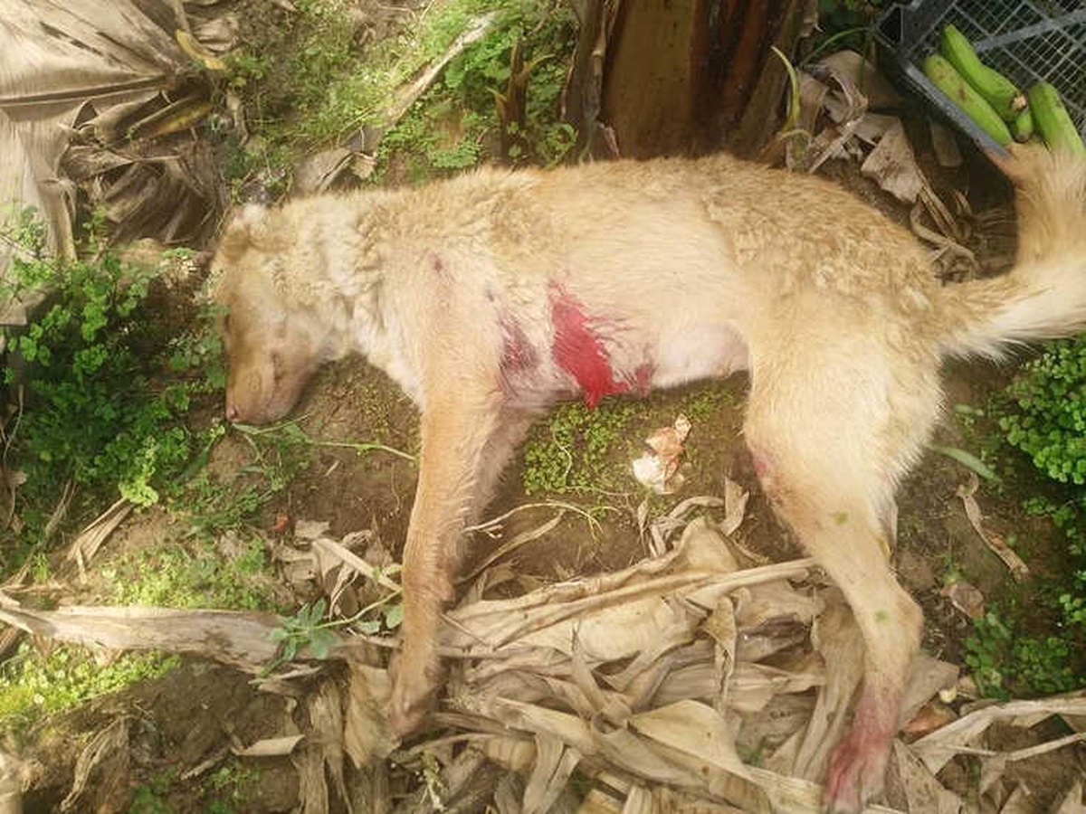 Mersin\'de Seraya Giren Köpek Bekçi Tarafından Vuruldu
