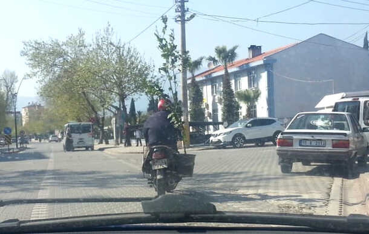 Motosiklet ile Yaklaşık 3 Metrelik Ağacı Taşıdı