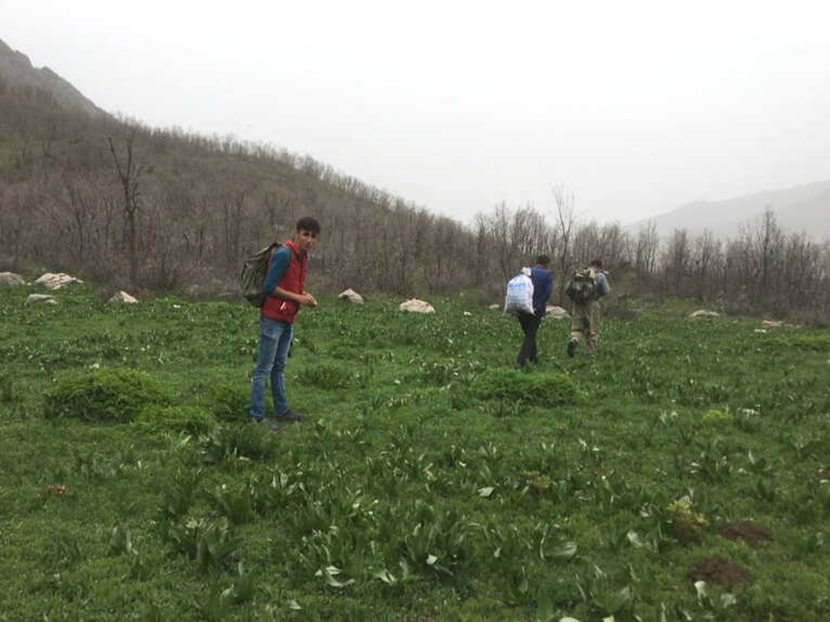 Şifalı Ot İçin Kilometrelerce Yol Yürüyorlar