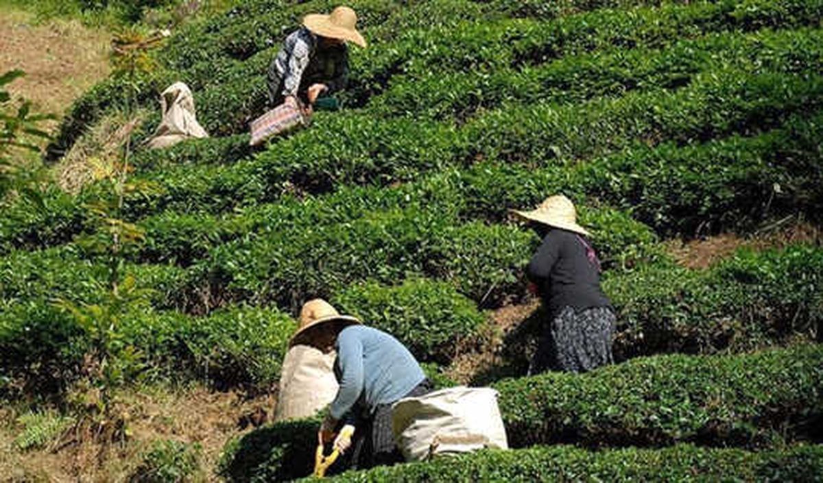 Yaş Çay Destekleme Ödemeleri 6 Nisan\'da Başlıyor