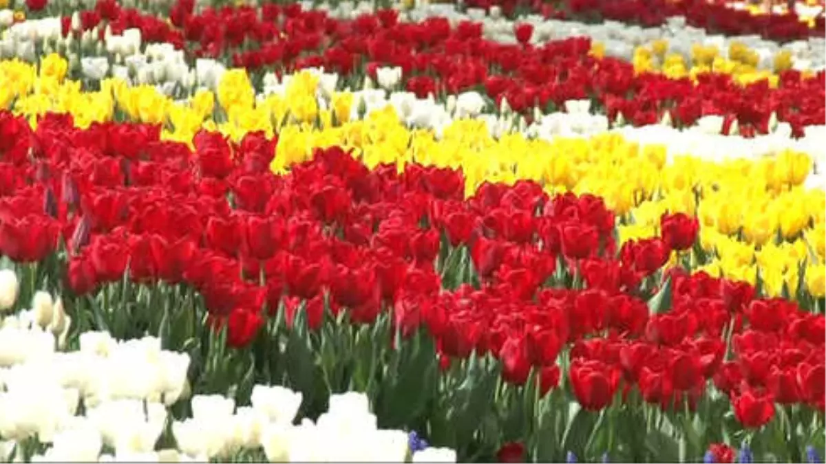 13. İstanbul Lale Festivali Başladı