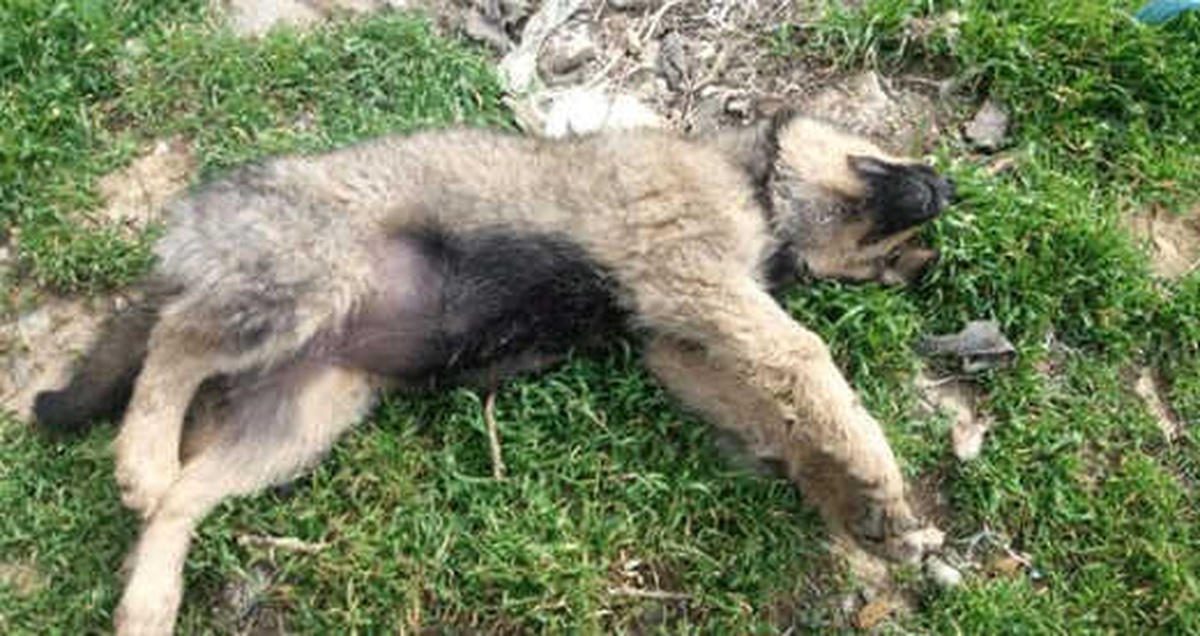 Ölü Bulunan 18 Köpeğin Tarım İlacı ile Zehirledikleri Ortaya Çıktı