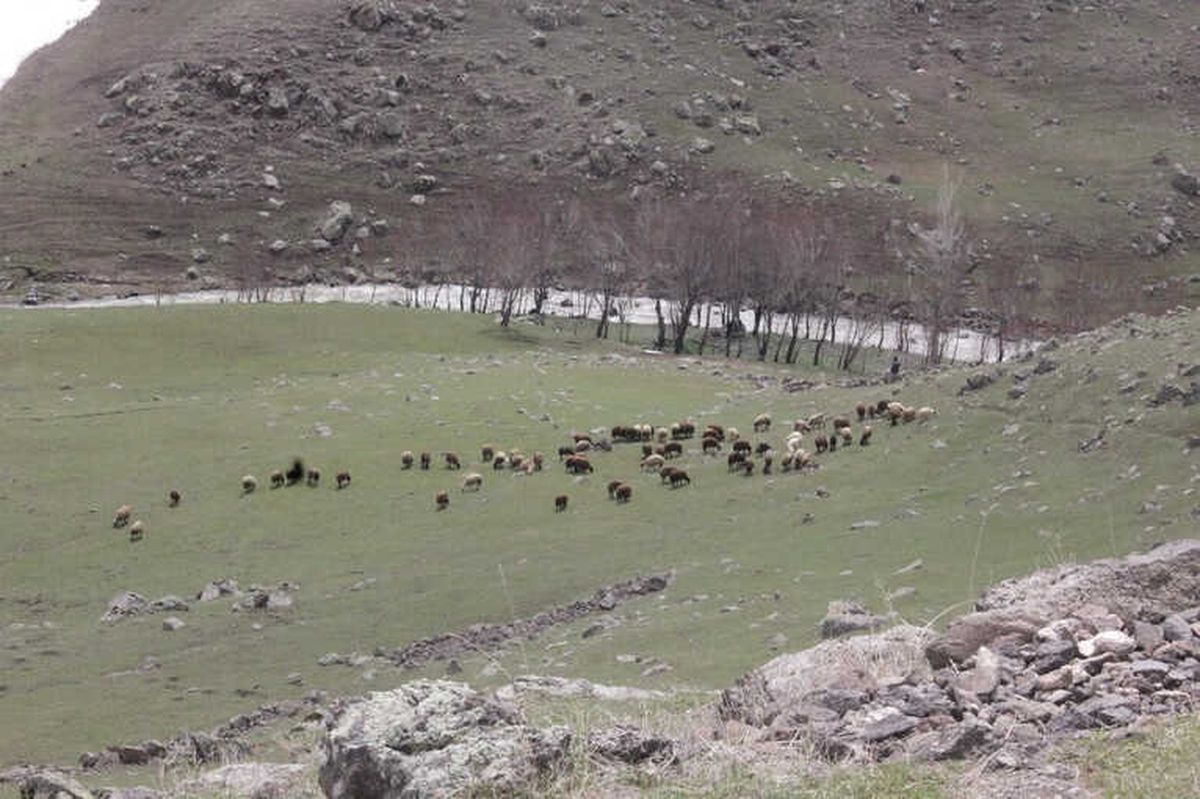Ağrı\'da Hayvanlar Meraya Çıktı