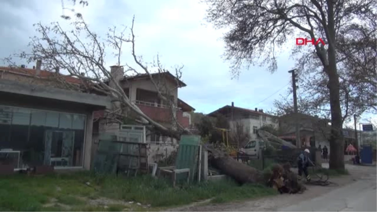Çanakkale\'de Fırtına 100 Yıllık Çınar Ağacını Devirdi
