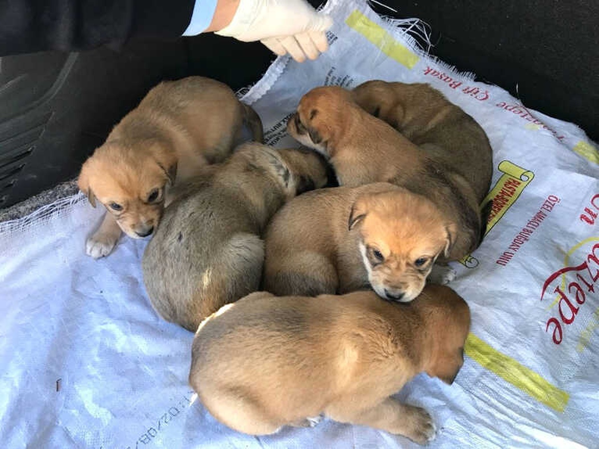 Yavru Köpekleri Çuvalın İçine Koyup Ölüme Terk Ettiler