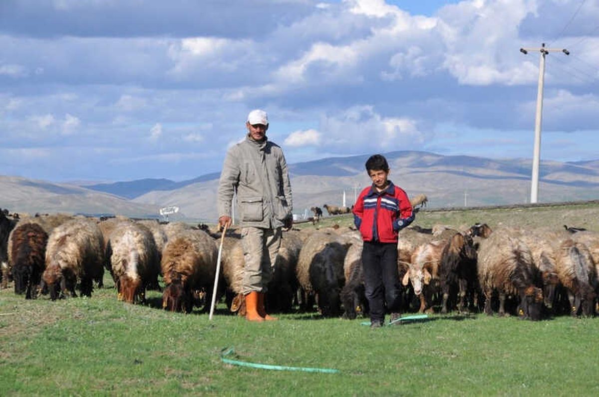 Çoban Maliyeti 5-6 Bin TL\'yi Bulunca Hayvanlarına Kendileri Bakıyor