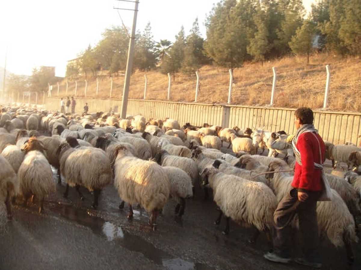 Genç Çiftçi Hibe Başvuruları Başladı