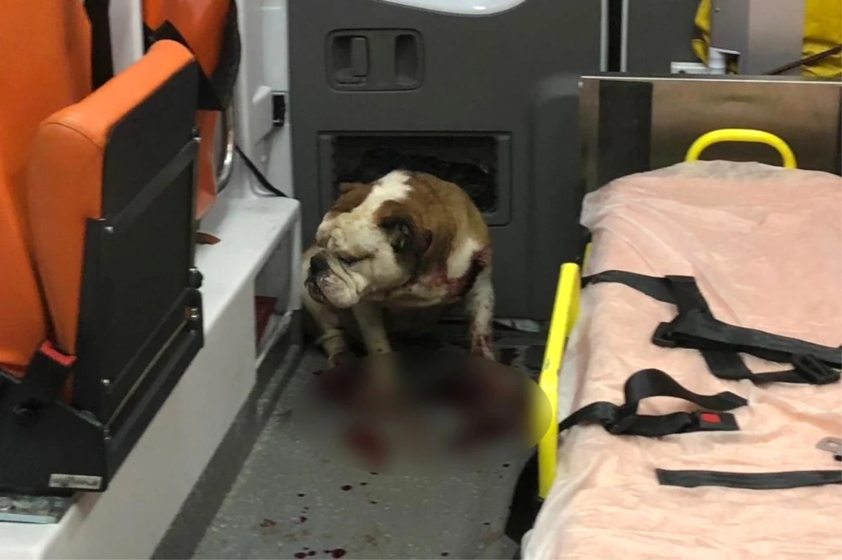 Polis Kurşunu Bile Sakinleştirmedi, Köpek Ambulansı Kan Gölüne Çevirdi