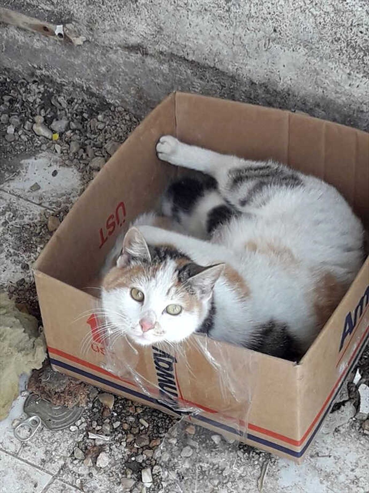 Kırklareli\'nde Kedi Kurtarma Operasyonu