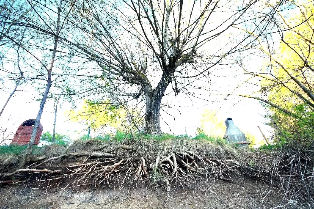 Lise Öğrencileri Fotoğraf Yarışmasına Katıldı