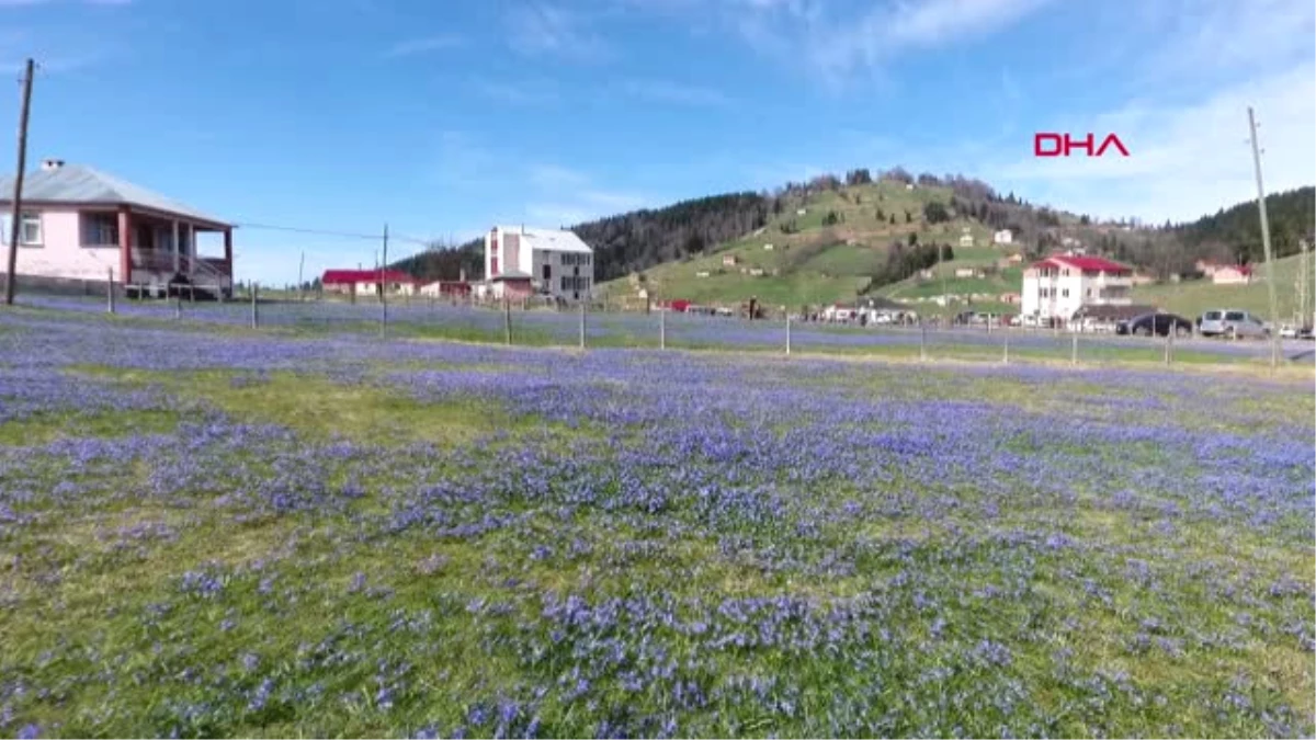 Trabzon Mor Yaylaya Ziyaretçi Akını-Hd