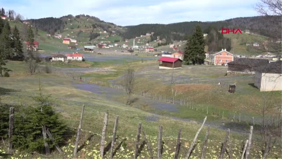 Trabzon Mor Yaylaya Ziyaretçi Akını-Hd