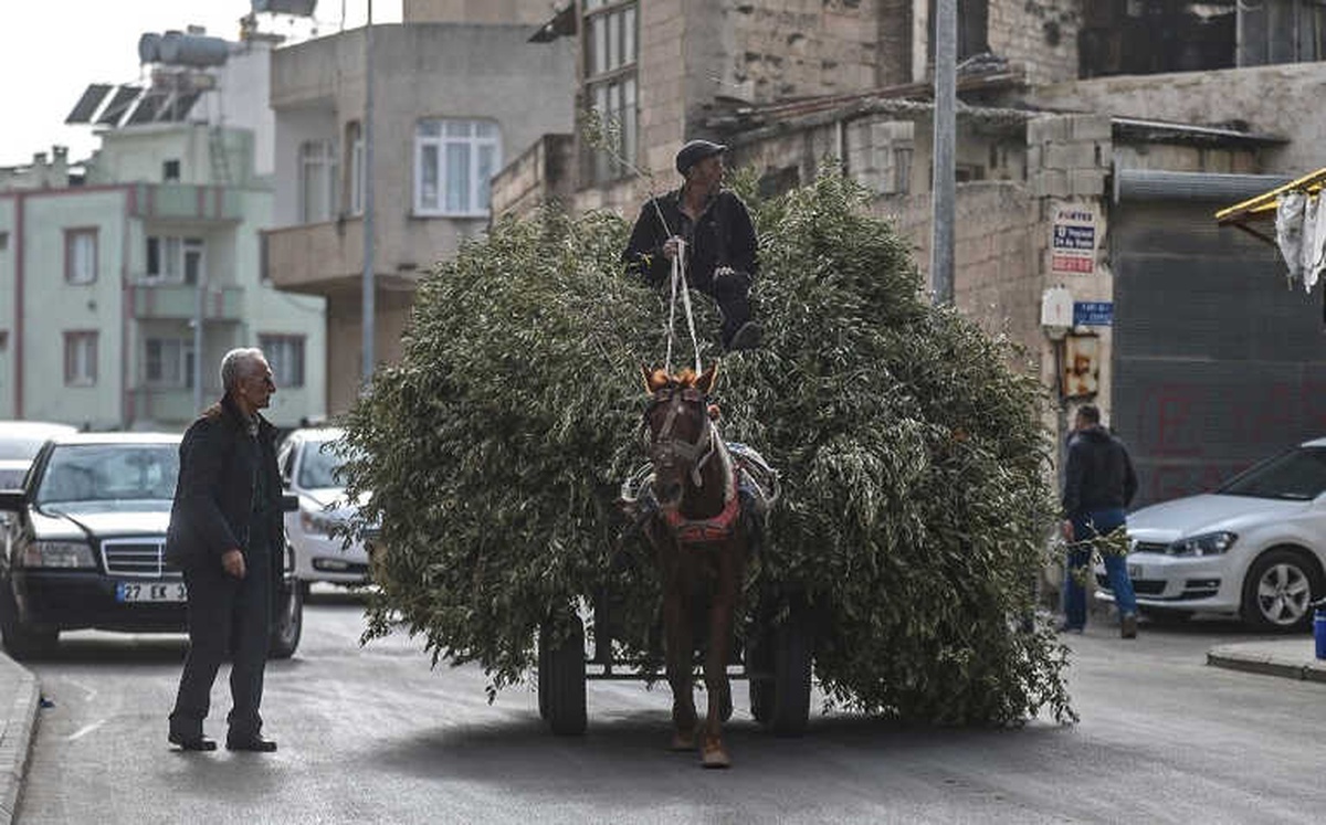 Zeytin Dalları Arasında İlginç Yolculuk