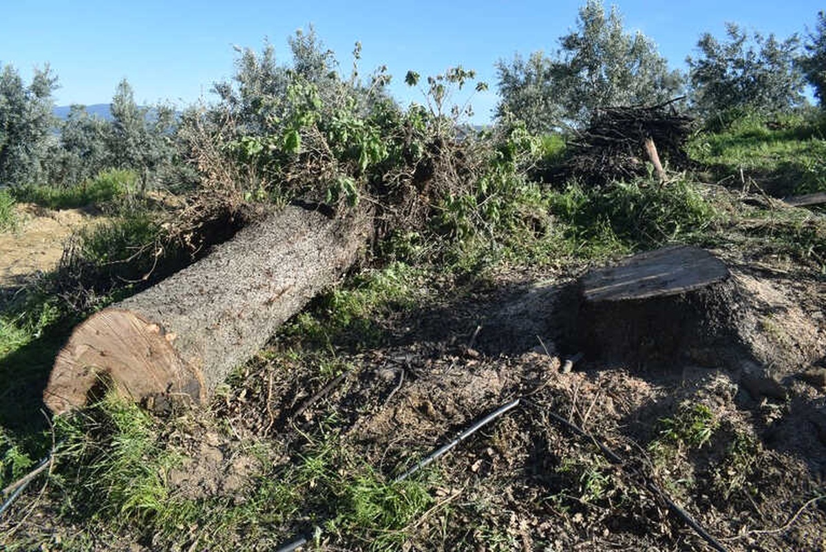 Eşinin Kestiği Ağacın Altında Kalan Kadın Hayatını Kaybetti