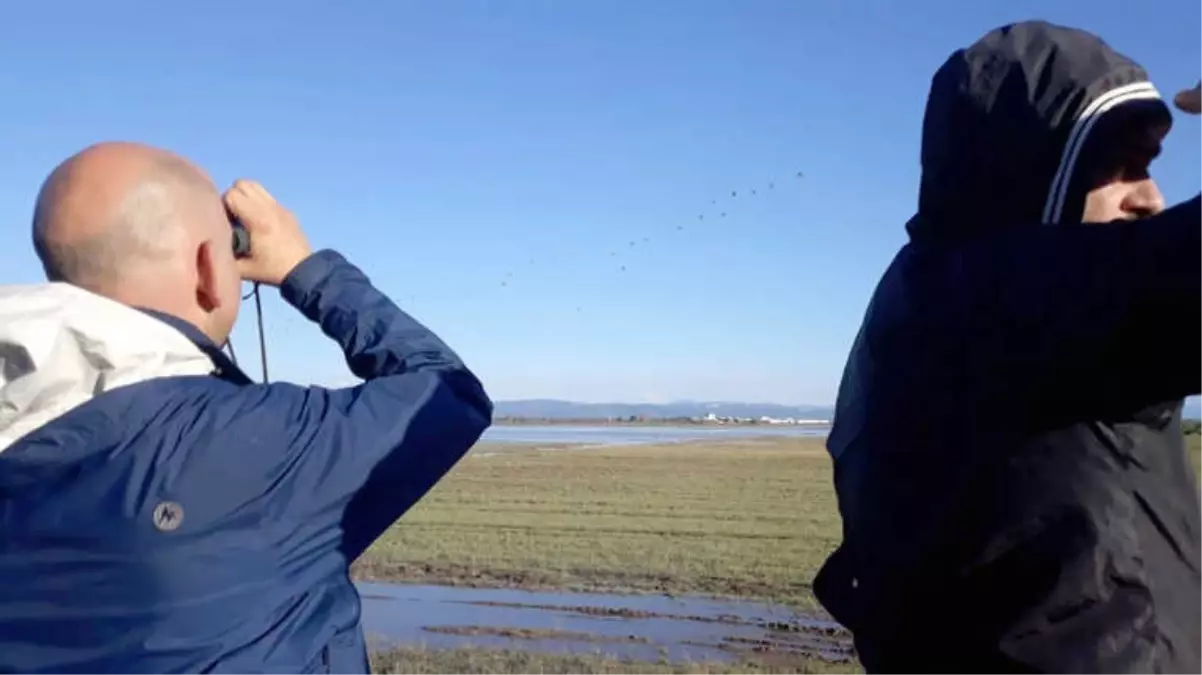 Karacabey\'de Pelikan Sayımı Başladı