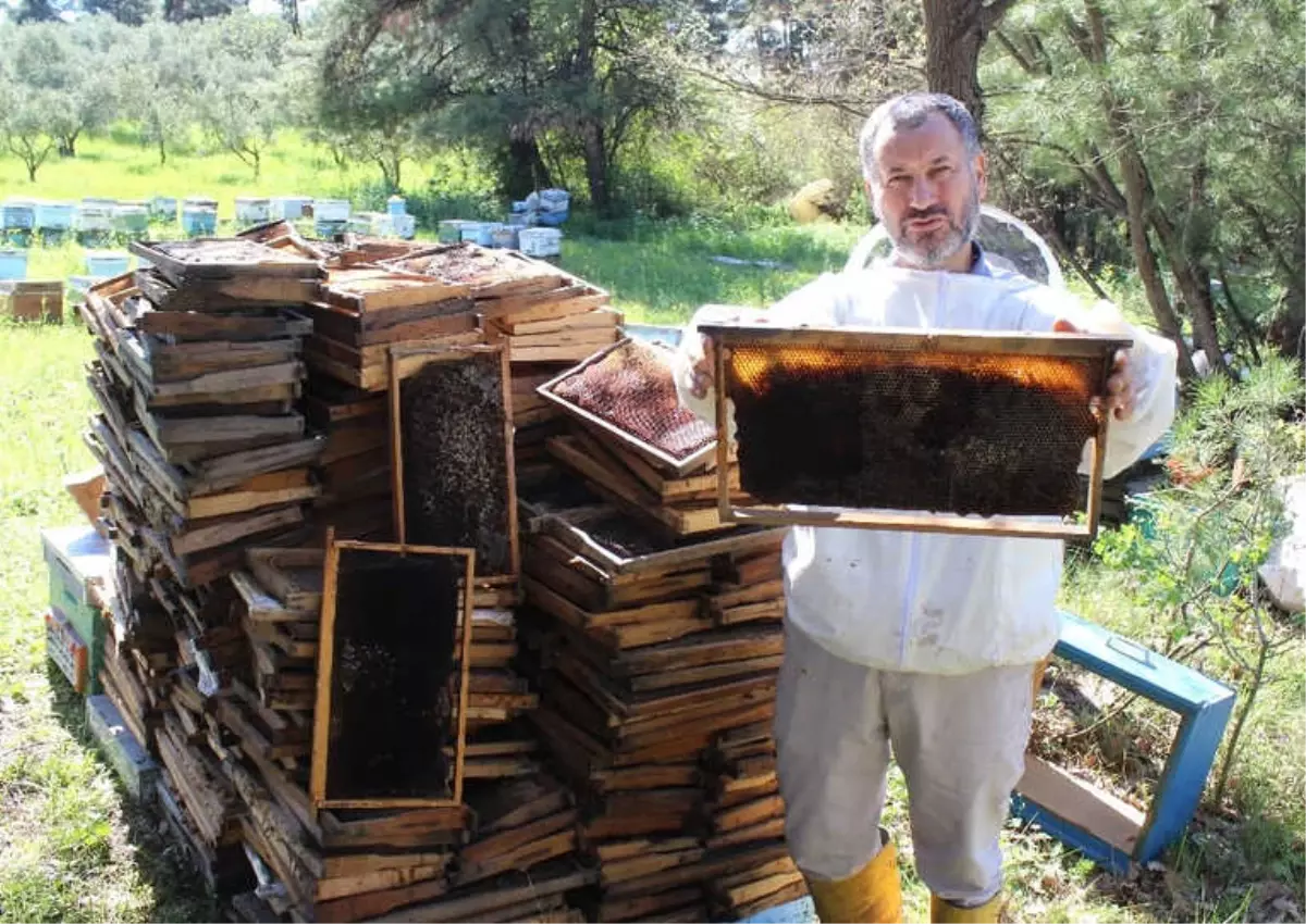 Bursa\'da Arı Ölümleri Artarak Devam Ediyor