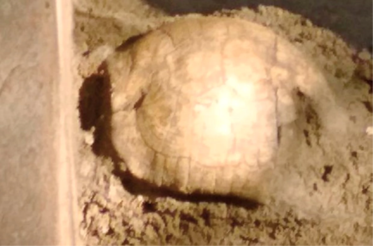 Roma Dönemine Ait Mezardan 2 Bin Yıllık Kaplumbağa Kabuğu Çıktı