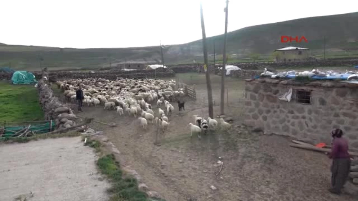 Tunceli\'de 6 Bin Lira Maaşla Çalışacak Çoban Bulunamıyor
