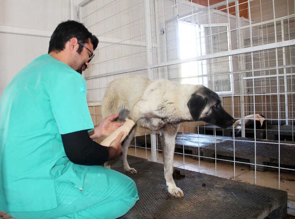 Bacakları Kırık 8 Köpek Tedavi Altına Alındı