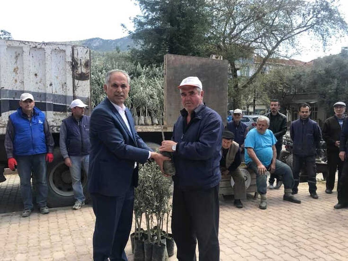 Bayırköy\'de Ücretsiz 4 Bin Zeytin Fidanı Dağıtıldı