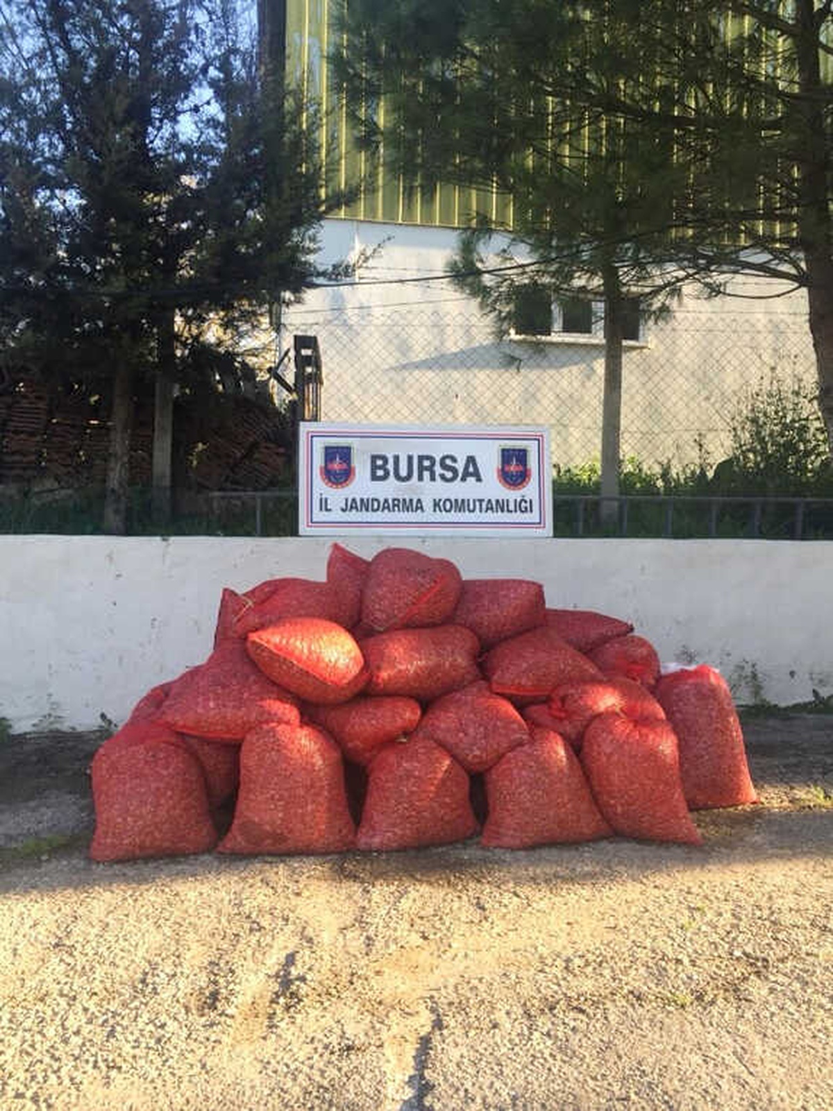 Bursa\'da 1,5 Tonluk Kaçak Midyeyi Vatandaşa Satacaklardı