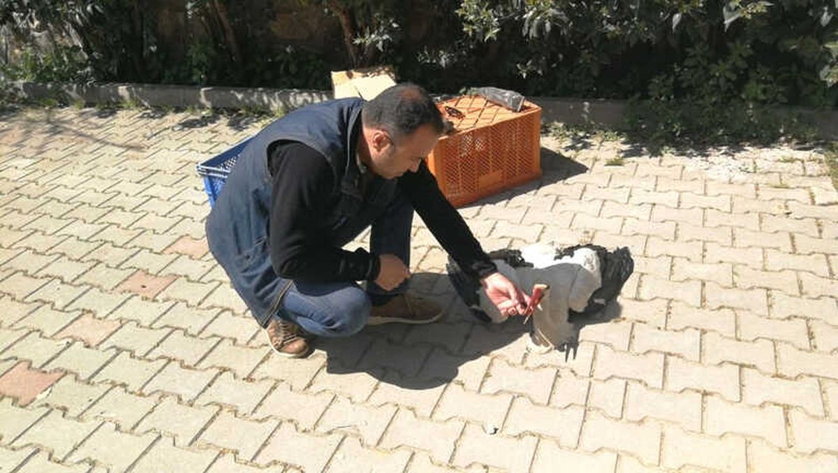 Göç Yolunda Talihsiz Kaza