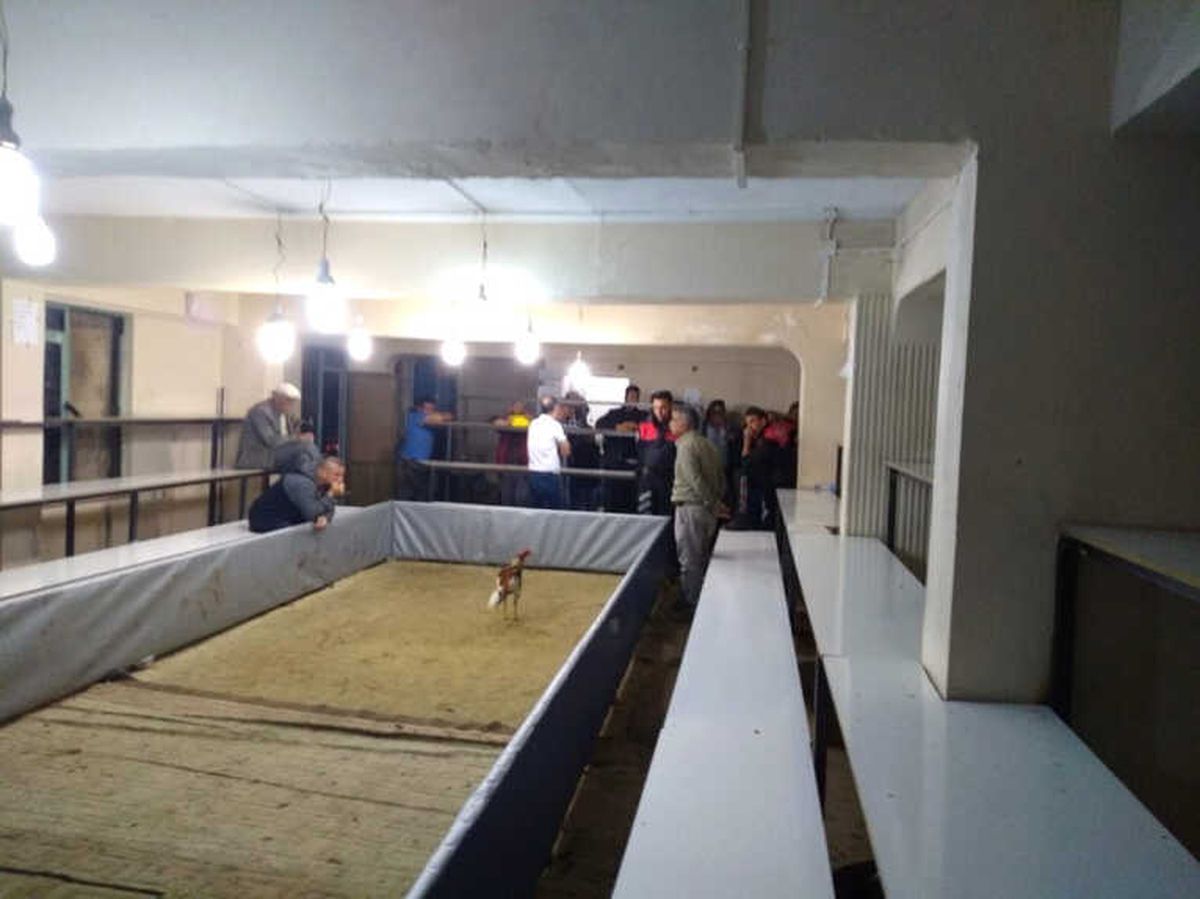 Horoz Dövüş Yerini, Mini Stadyuma Çevirmişler