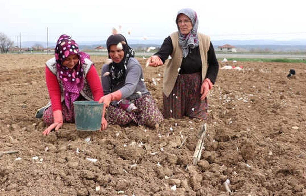 Kastamonu\'nun "Beyaz Altını"Nda Üreticiler Bu Yıldan Umutlu