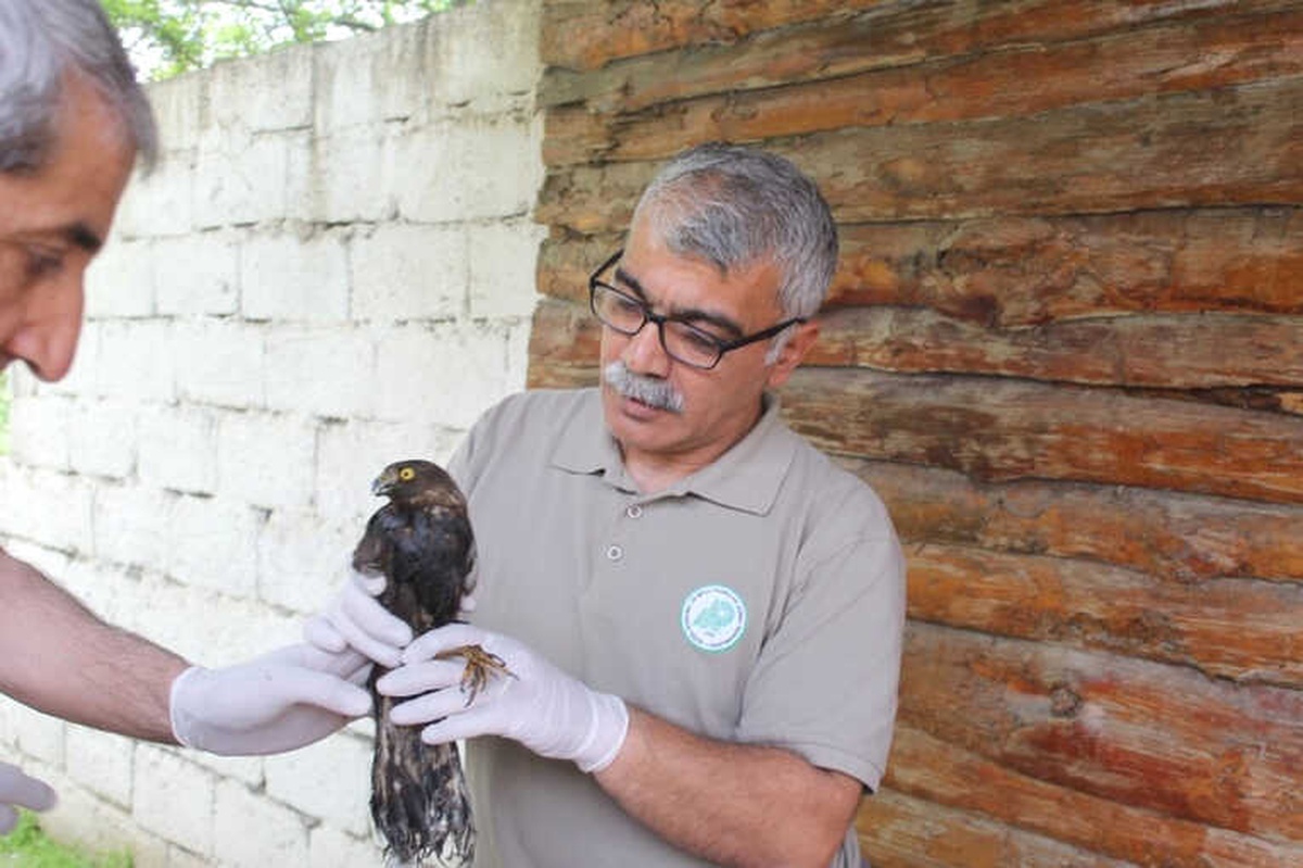 Mazot Tankına Düşen Kuş Kurtarıldı