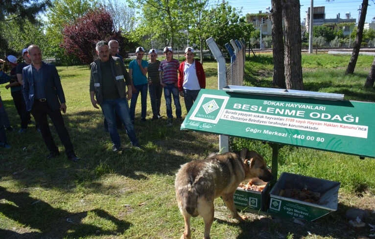 Osmaniye\'de Sokak Hayvanları İçin Beslenme Noktaları Oluşturuldu