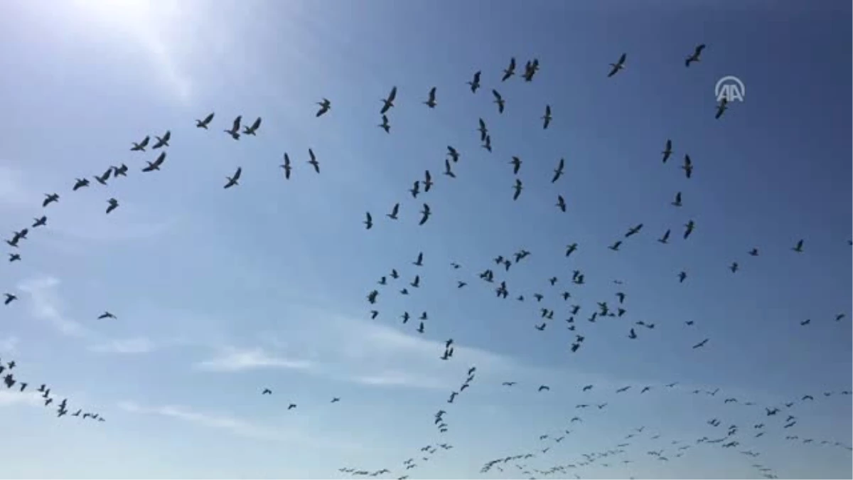 Ak Pelikanlar, Avrupa\'ya Göçlerinde Karacabey\'de Konaklıyor"