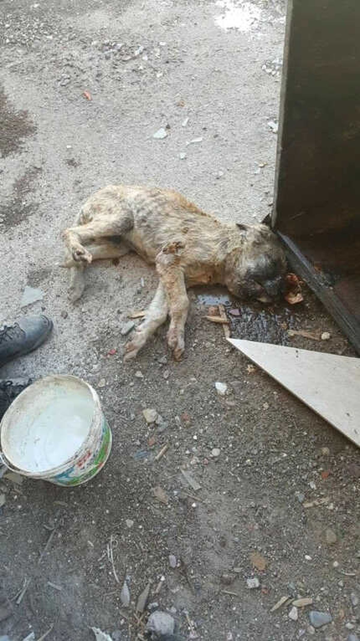 Bu Manzara Yürekleri Sızlattı.