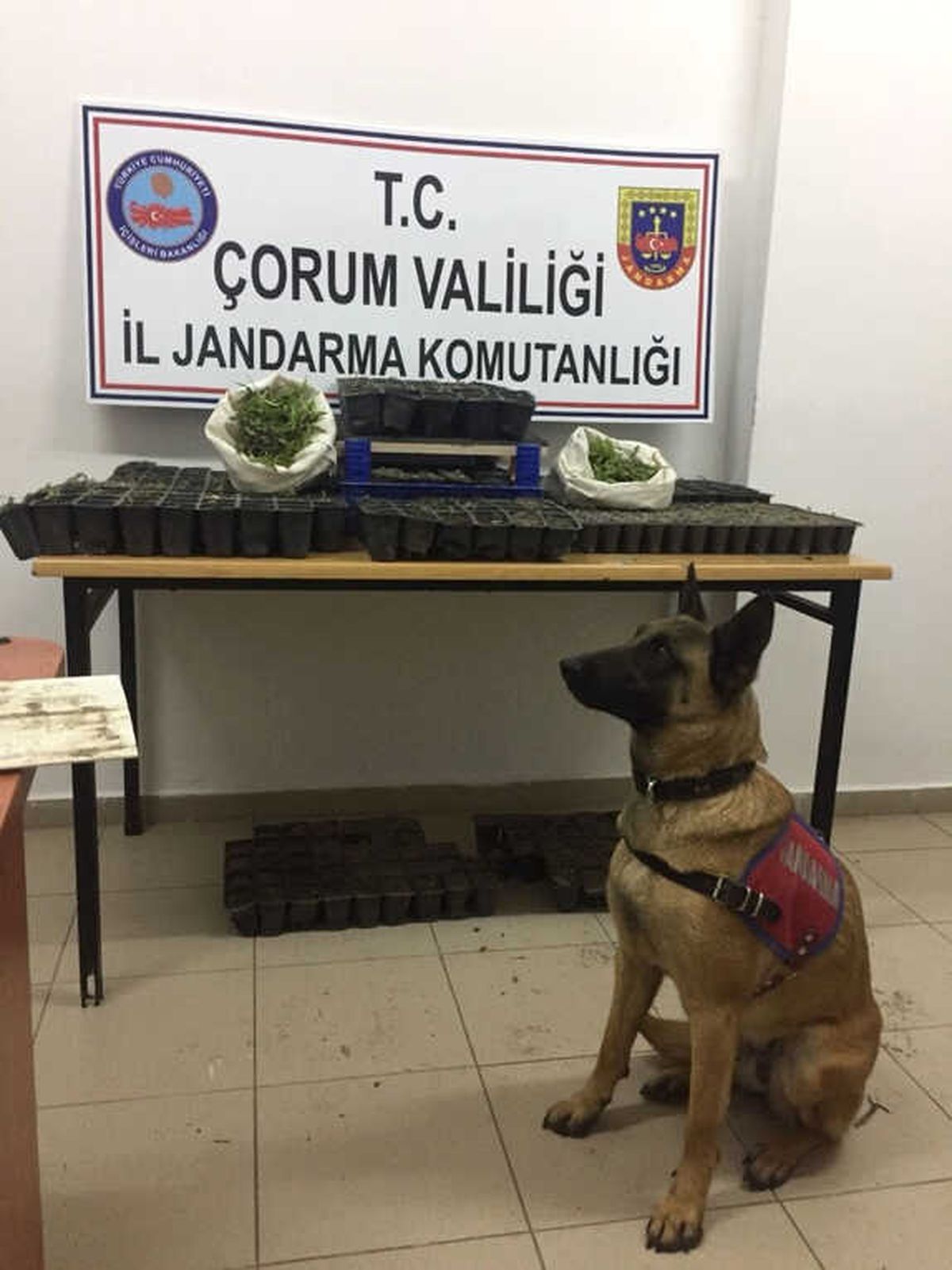 Çorum\'da Kenevir Operasyonu