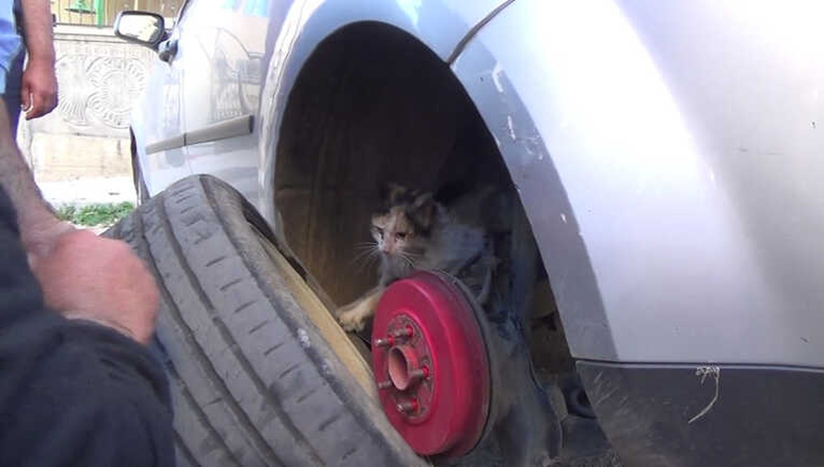 Yaramaz Kedi İtfaiye Erlerine Zor Anlar Yaşattı