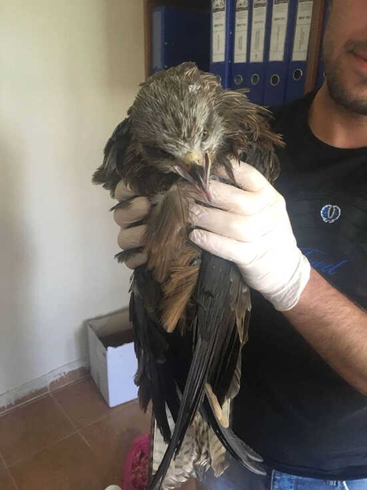 Yaralı Arı Şahin Tedavi Altına Alındı